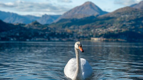 Schwan, Comer See
