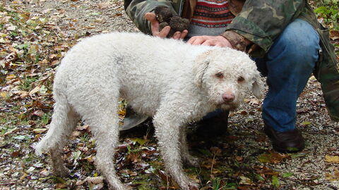 Ein Lagotto Trüffelhund