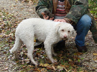 Ein Lagotto Trüffelhund