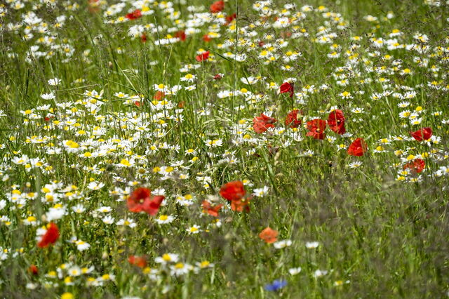 Wildblumen