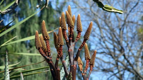 Botanische Gärten, Bari