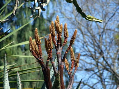 Botanische Gärten, Bari
