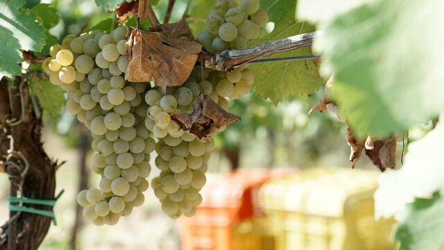 Weinreben in Langhe