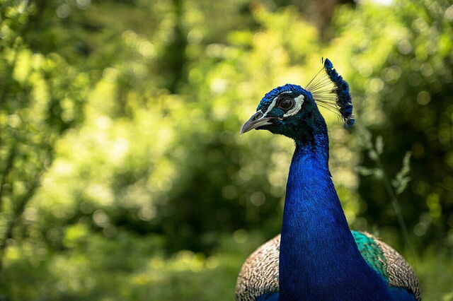 Pfau, Parco Natura Viva