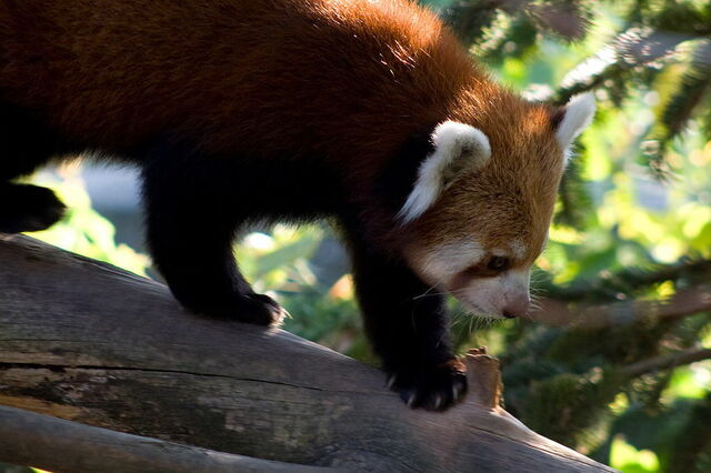 Roter Panda, Parco Natura Viva