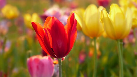 Tulpen