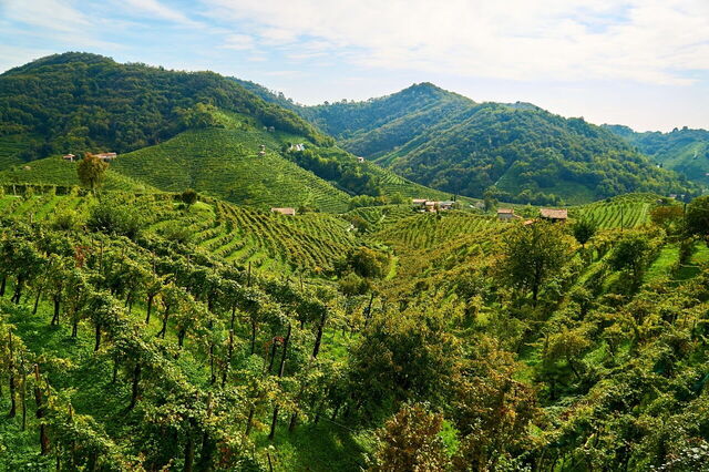 Weinberge in Venetien