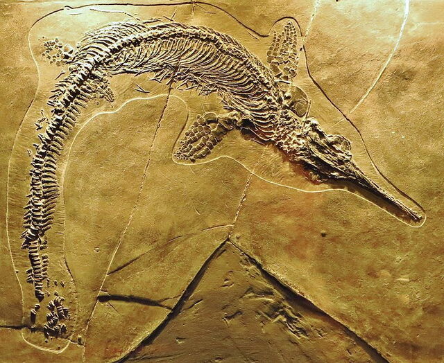 Monte San Giorgio Fossilie