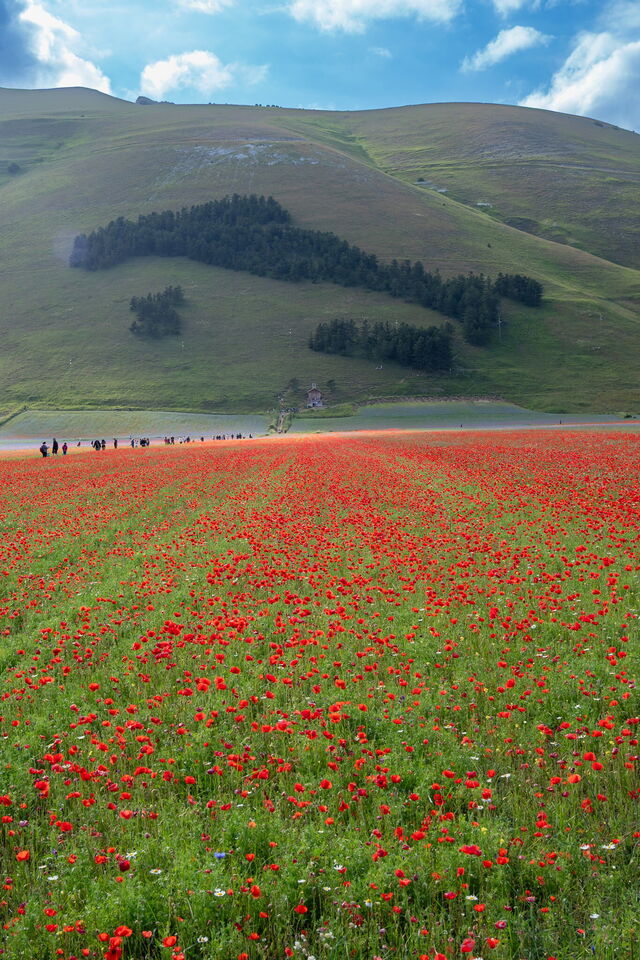 Castelluccio di Norcia, Mohnblumen