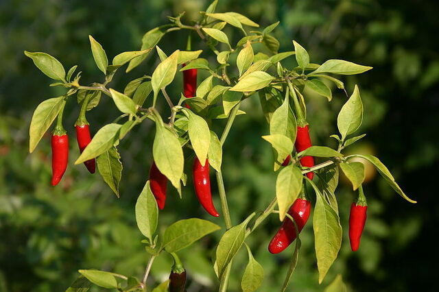 Scharfer Peperoni