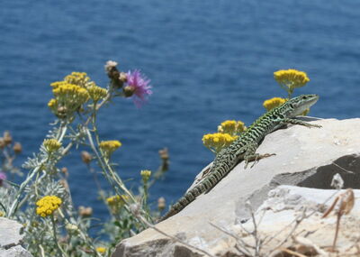 Flora und Fauna, Punta Campanella