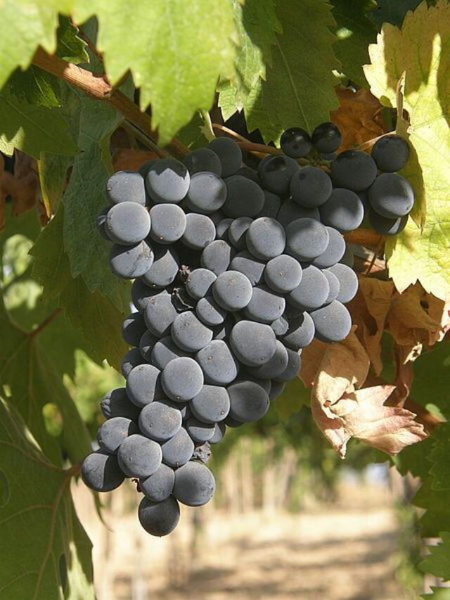 Die berühmte Montepulciano Traube