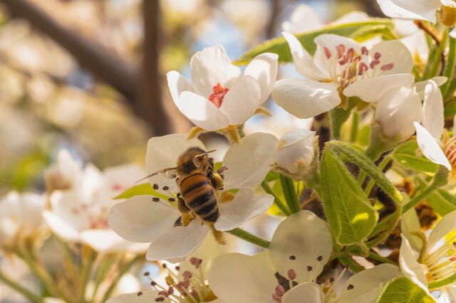 Kirschblüten