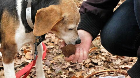 Trüffelhund