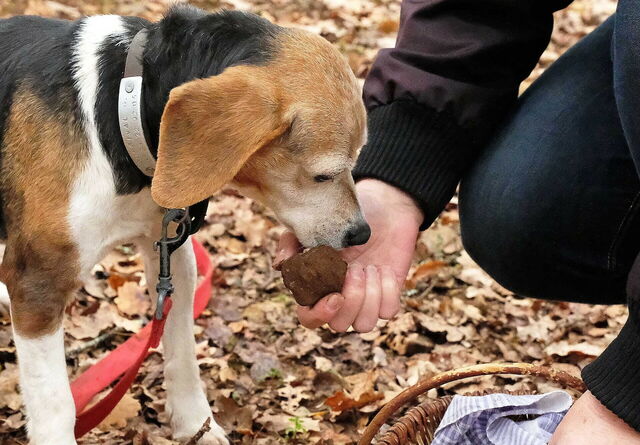 Trüffelhund