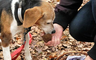 Trüffelhund