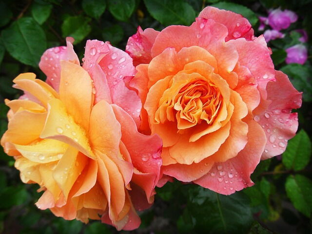 prachtvolle Rosen