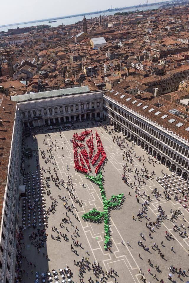 Rose auf dem Markusplatz