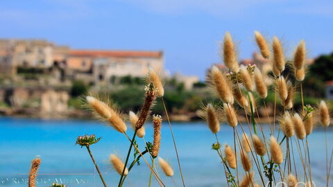 Ein Blick auf Pianosa