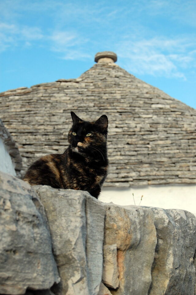 Eine Katze in Alberobello