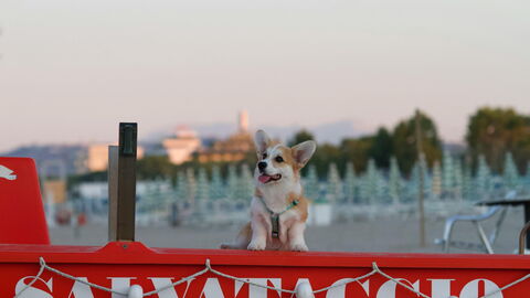 Ein Hund am Strand in Italien