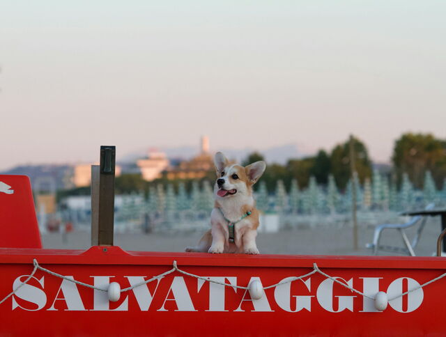 Ein Hund am Strand in Italien