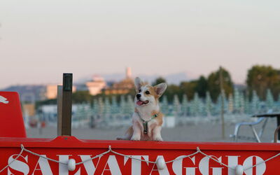 Ein Hund am Strand in Italien