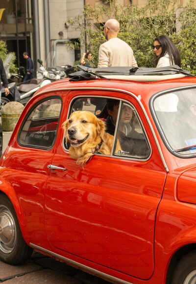 Ein Hund im Auto, Italien