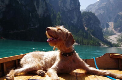 Ein Hund genießt einen Tag am See in Italien