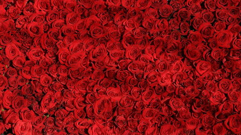Rote Rosen