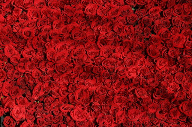 Rote Rosen