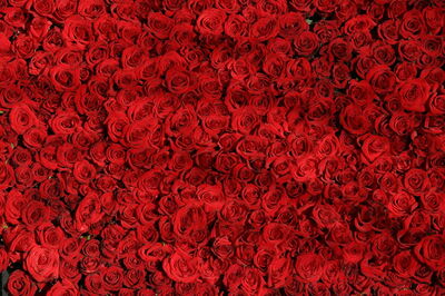 Rote Rosen