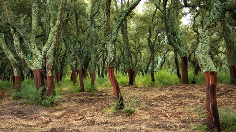 Ein Wald aus Korkeichen
