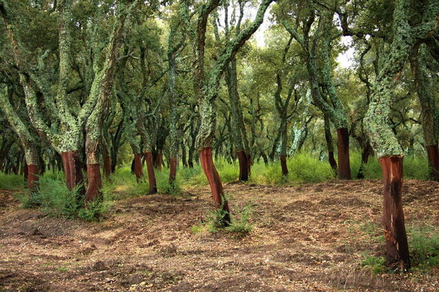 Ein Wald aus Korkeichen