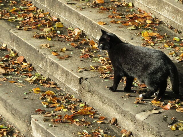 Eine schwarze Katze