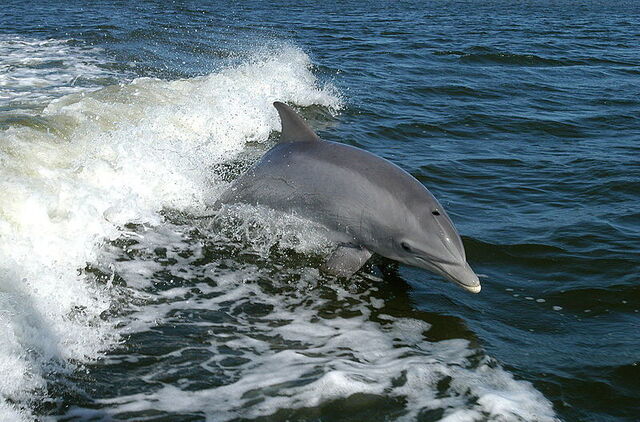Ein Delphin reitet auf den Wellen eines Bootes