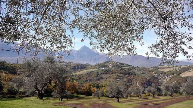 Olivenhaine in Abruzzen