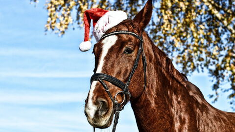 Pferd mit Weihnachtsmannmütze