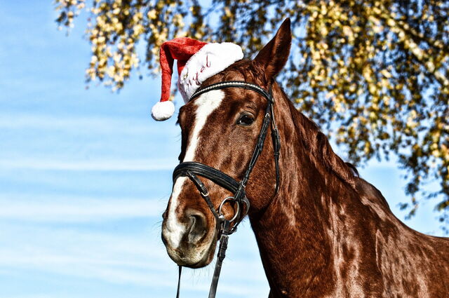 Pferd mit Weihnachtsmannmütze