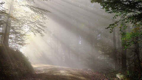 Ein Morgen im Wald