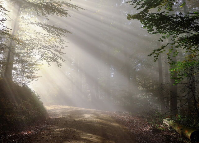 Ein Morgen im Wald