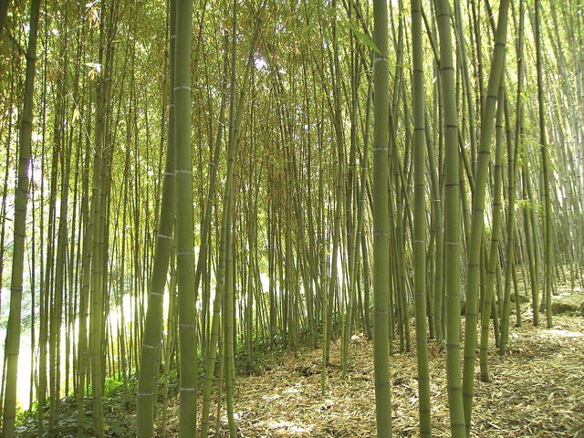 Bambus, Orto Botanico di Roma