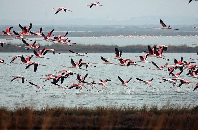 Flamingos, Comacchio