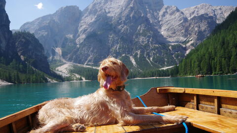 Ein Hund genießt den Urlaub in den Italienischen Alpen