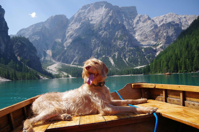 Ein Hund genießt den Urlaub in den Italienischen Alpen