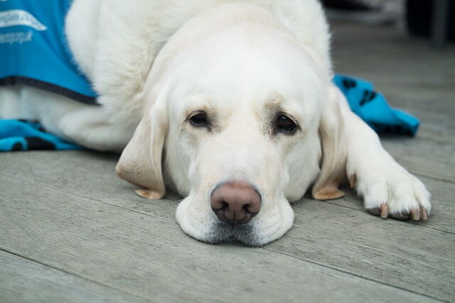 Hund