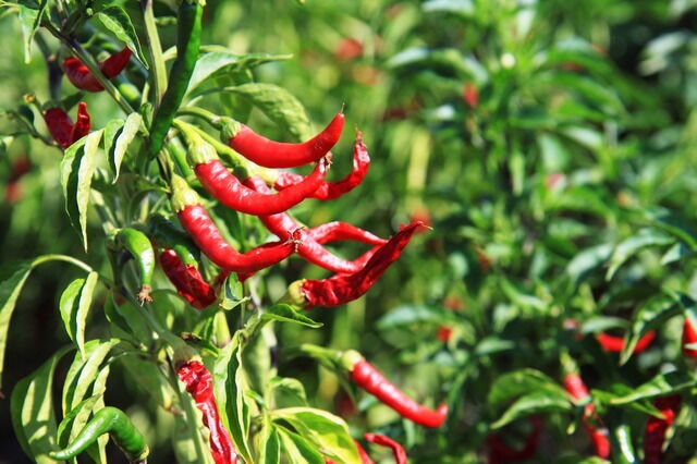 Chilli Pflanzen