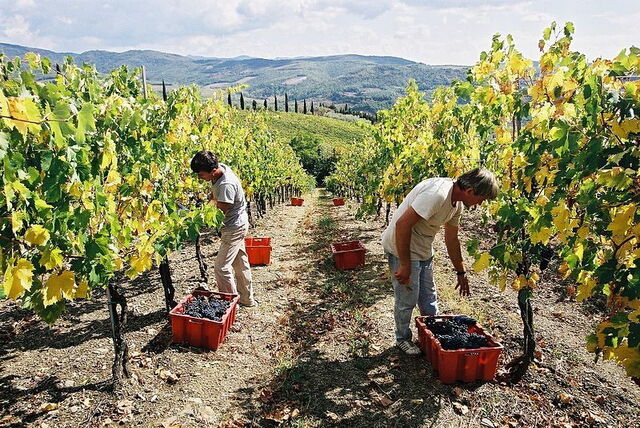 Ernte in Volpaia