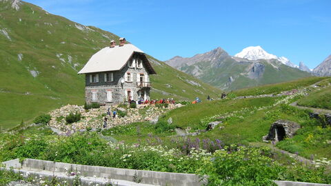 Chanousia Botanischer Alpengarten