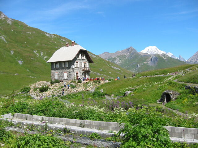 Chanousia Botanischer Alpengarten